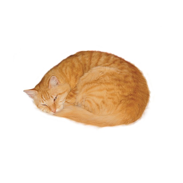 Playful Marmalade Cats