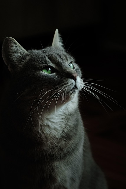 playful-marmalade-cats-640x480-9275333.jpeg