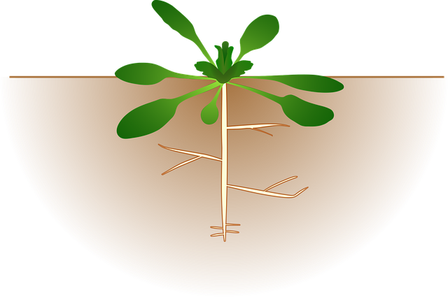 root canals
