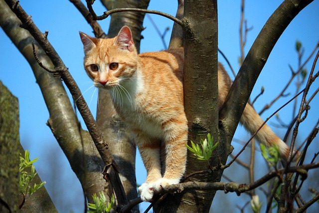 tabby-cats-640x480-13291508.jpeg