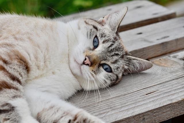 Tabby Cats