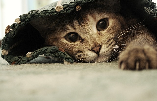 Tabby Cats