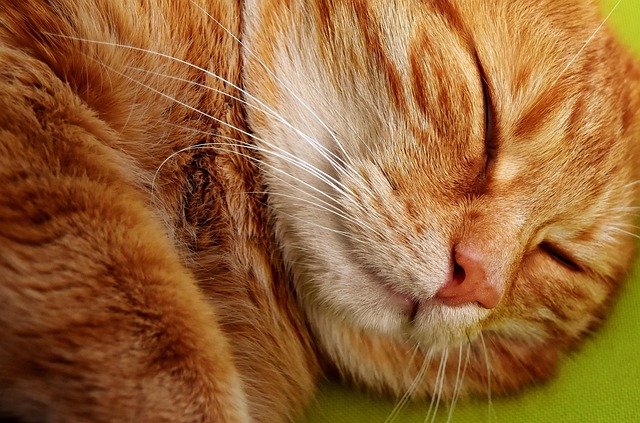 Tabby Cats