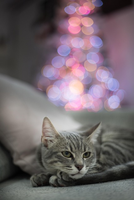 Tabby Cats