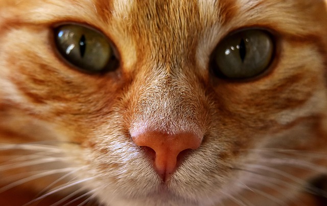Tabby Cats