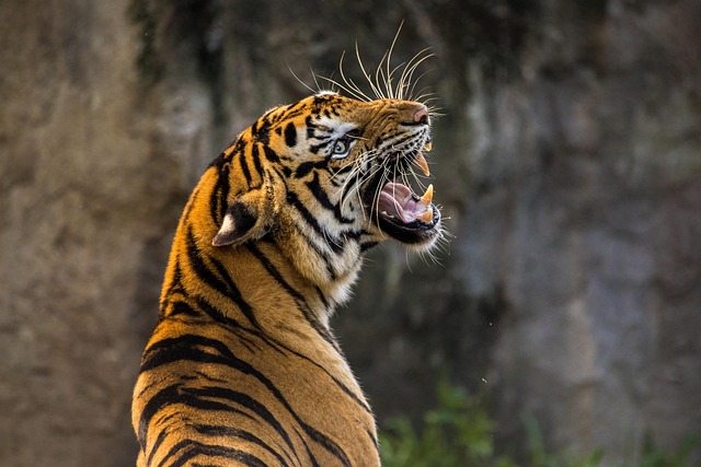 teeth grinding solutions