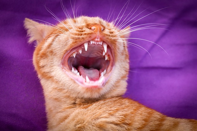 teeth grinding solutions