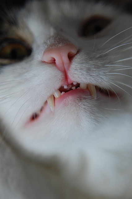 teeth whitening