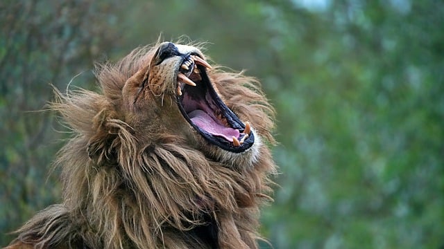 wisdom teeth dentistry