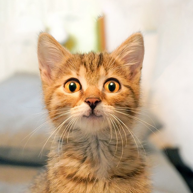 adorable-orange-tabbies-640x480-82668584.jpeg