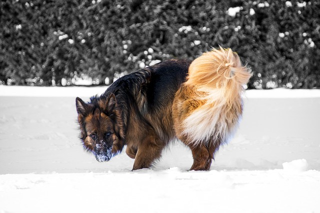 Purrfect Air Quality: How Pet-Friendly Air Cleaners Keep Your Home Cozy and Healthy