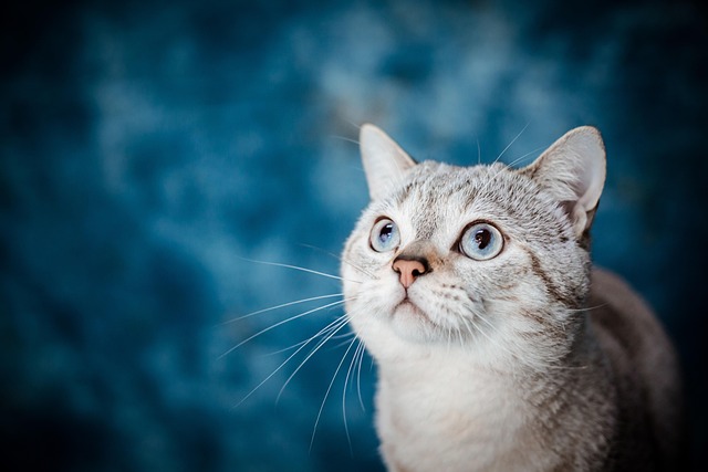Breathing Easy with Fido: How to Create a Paw-some Home Environment Using the Best Air Purifier for Dogs