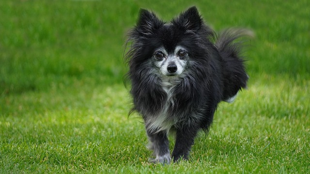 Paws, Purify &amp; Breathe Easy: Top-Rated Air Purifiers for Pet-Loving Homes