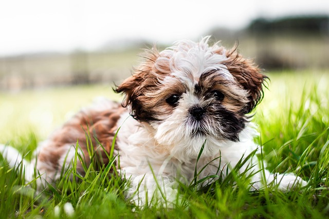 best air purifier for pets