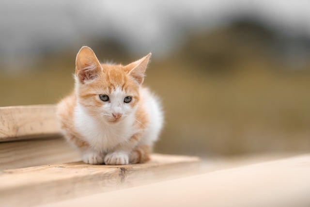 Cute Orange Cats