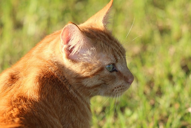 Cute Orange Cats