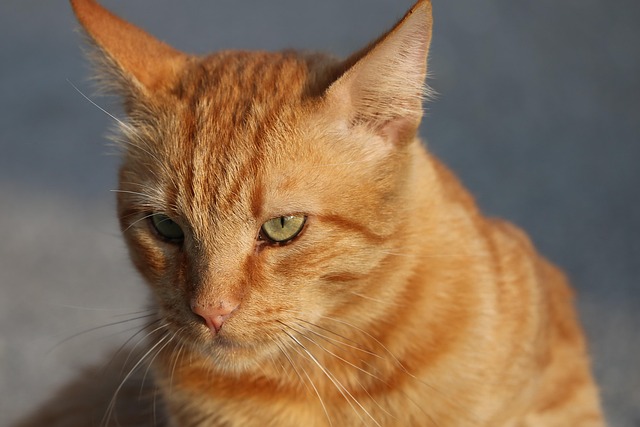 cute-orange-cats-640x480-92549558.jpeg