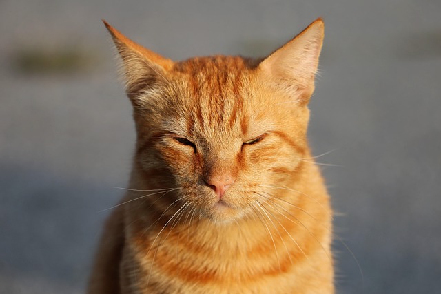 Cute Orange Cats