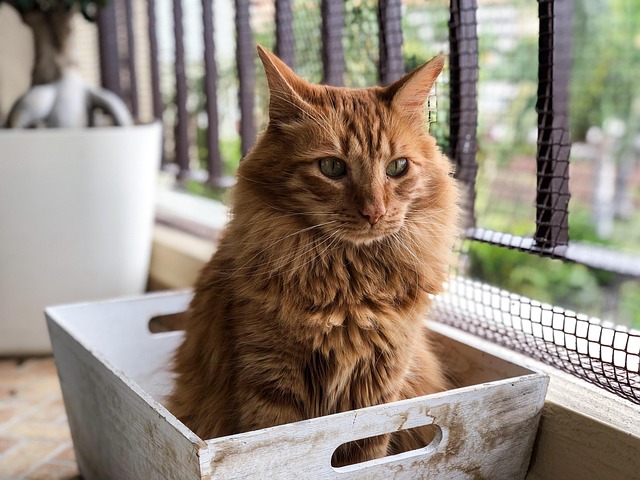 Cute Orange Cats
