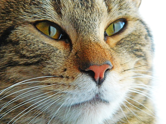 Unleashing the Charm of Adorable Orange Tabbies