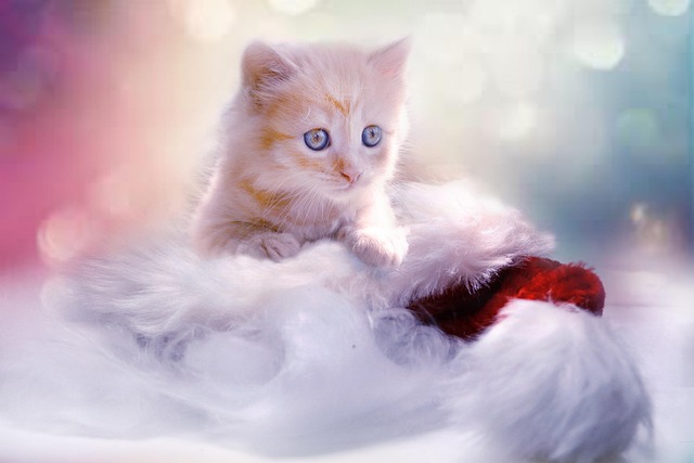 Domestic Cats