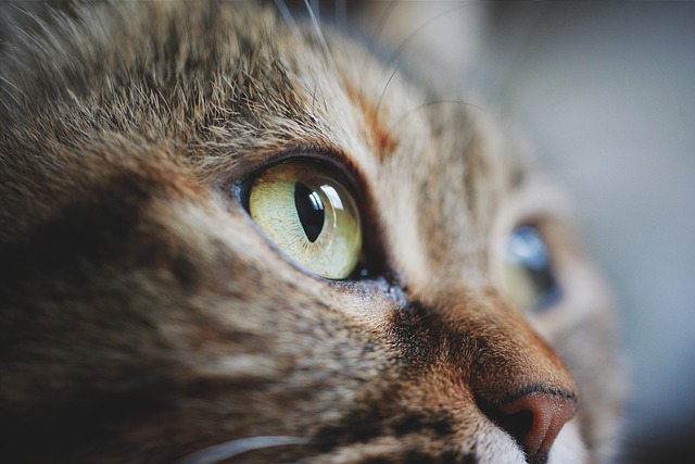 Domestic Cats