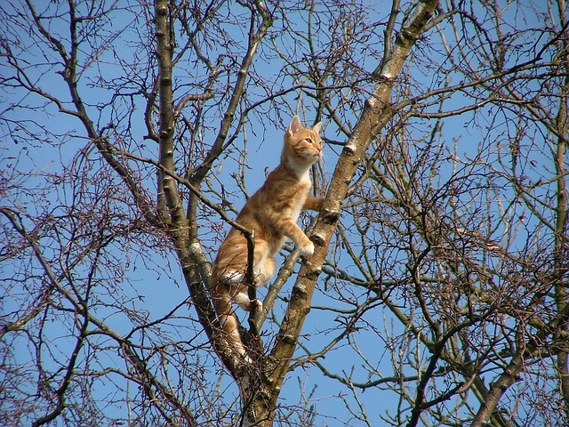 Domesticated Orange Tabbies