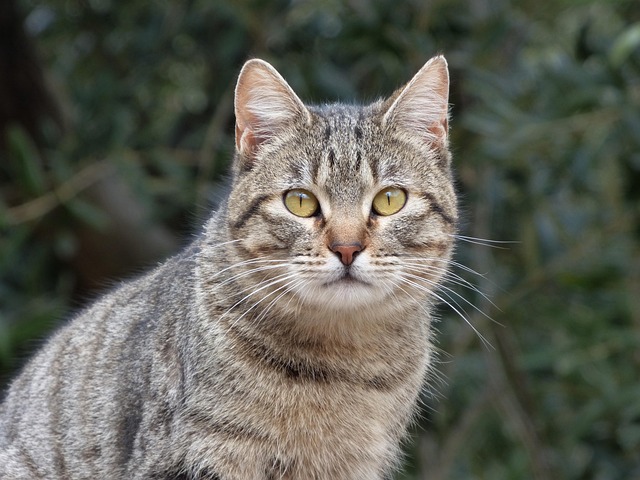 Domesticated Tabby Cats