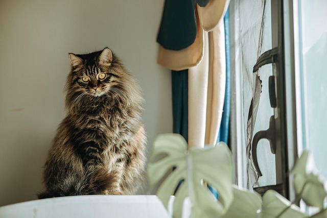 Domesticated Tabby Cats