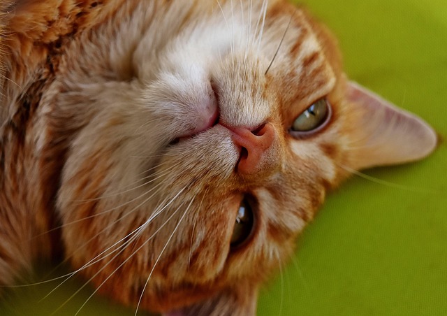 Domesticated Tabby Cats