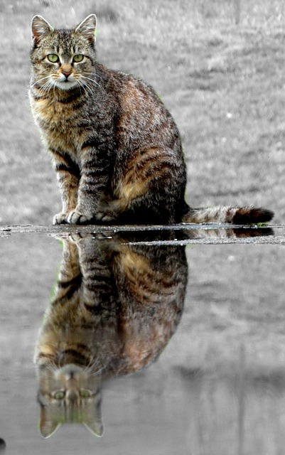 Domesticated Tabby Cats