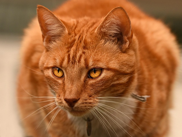 Ginger Cats