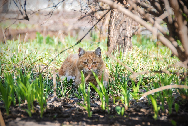 Ginger Cats