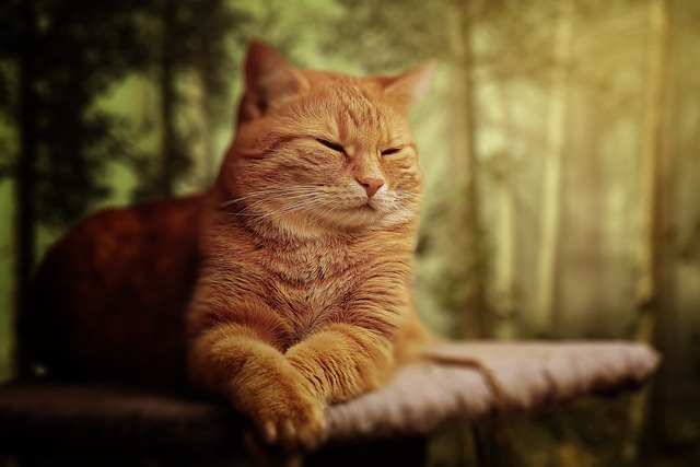 ginger-cats-640x480-68604673.jpeg