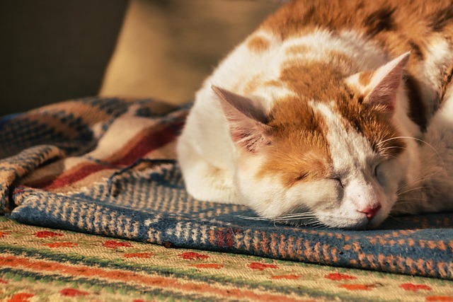 Ginger Cats
