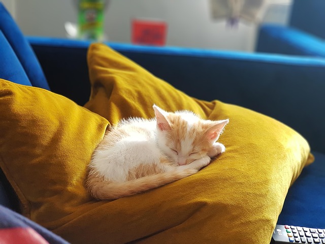 ginger-kittens-640x480-18199657.jpeg
