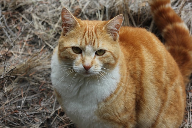 Ginger Kittens