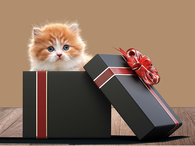 Ginger Kittens