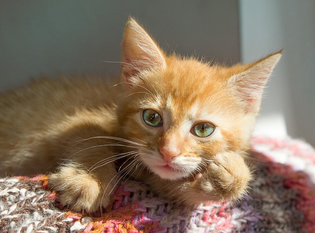 Ginger Kittens