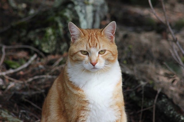 Ginger Kittens