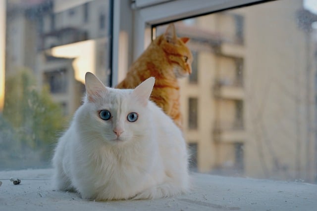 Ginger Kittens