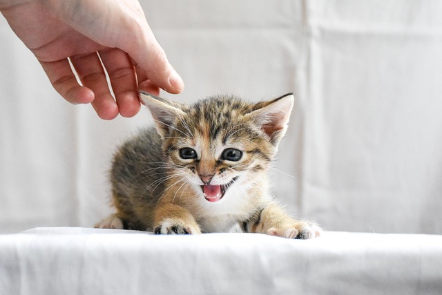 ginger-kittens-640x480-7689762.jpeg