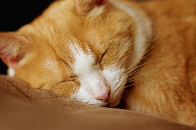 Marmalade Cats