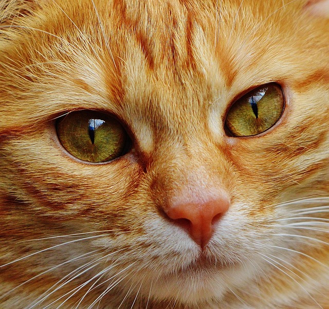 Orange Cat Resources