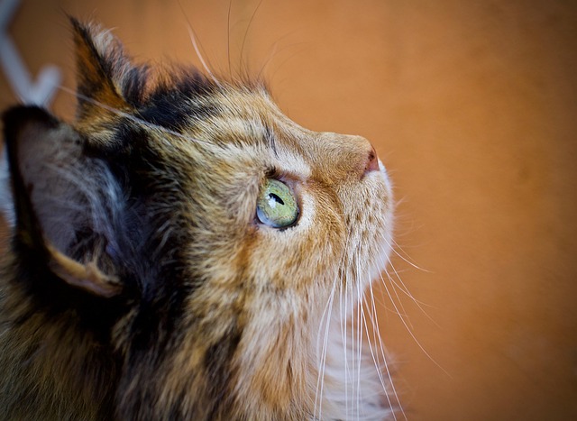 Unleash the Magic: Celebrating Orange Felines’ Unique Appeal