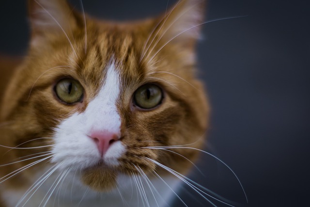 Orange Felines