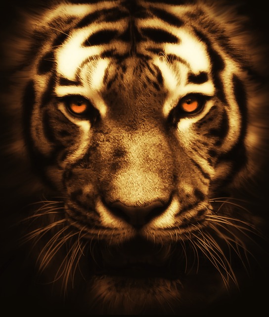 Orange Felines