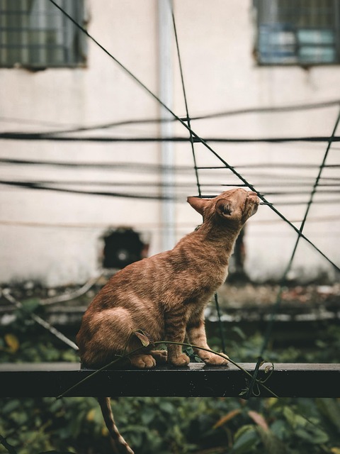 Orange Kittens