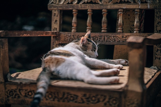 Orange Tabbies