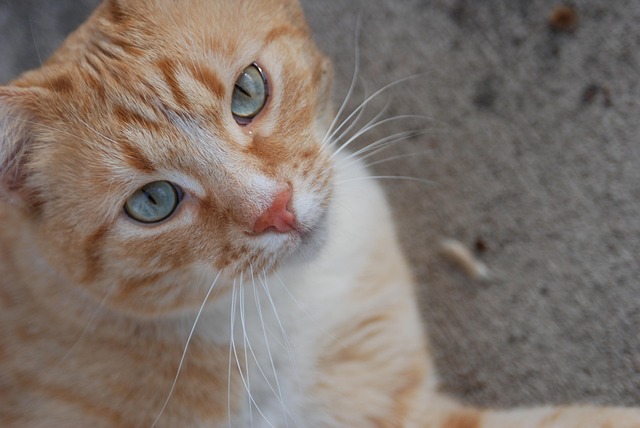 Orange Tabby